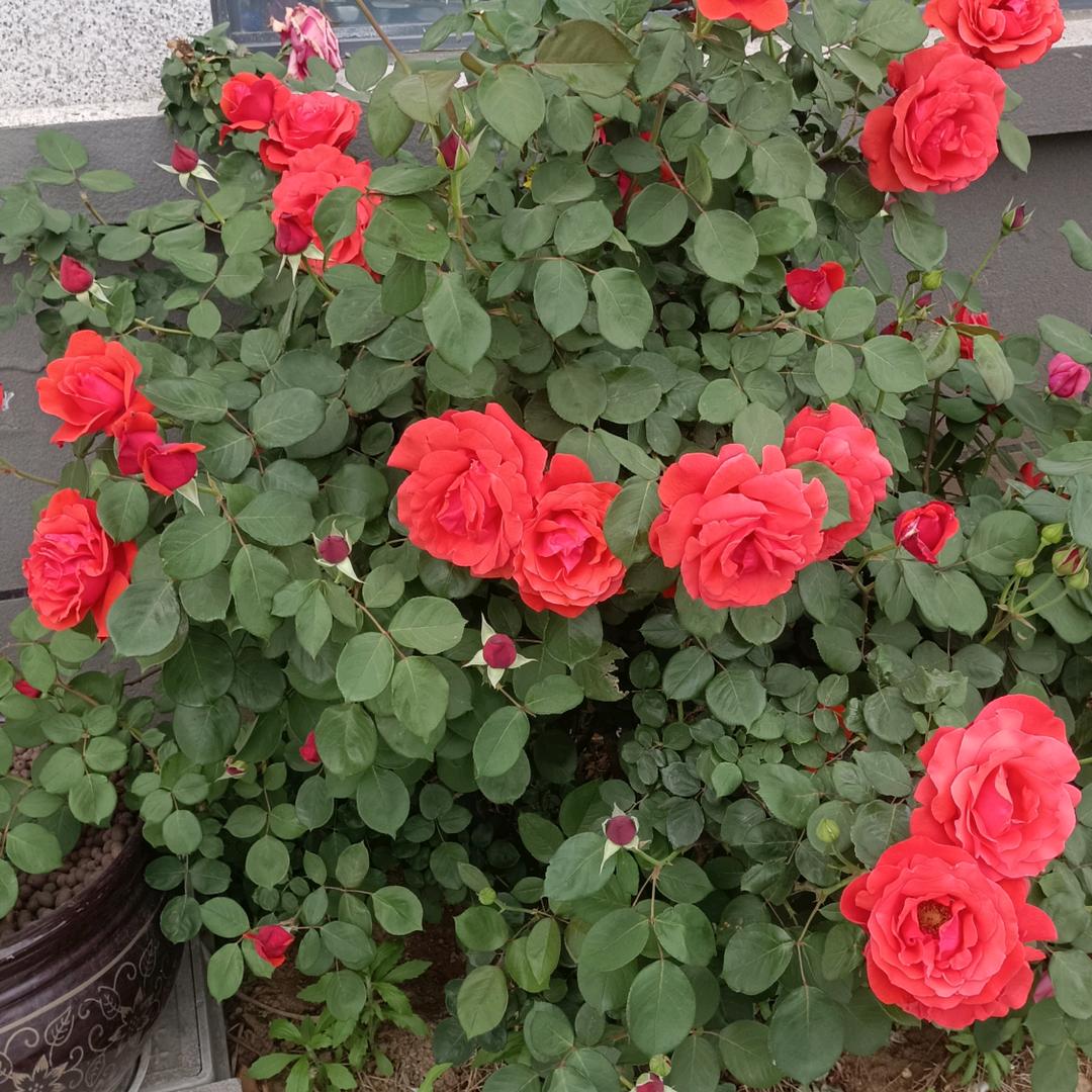 清风岁月岁月静好