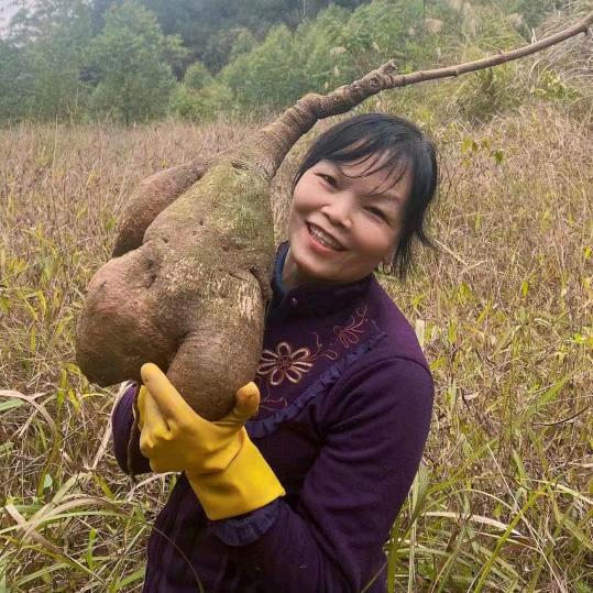 祖传后继，鼻炎粉