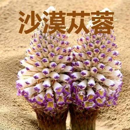 阿拉善蓉乡源