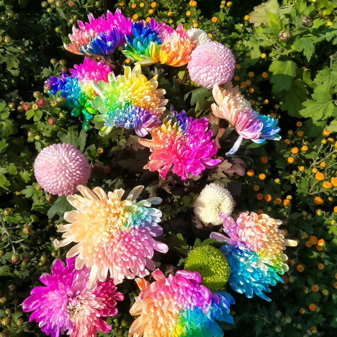 花开🌸富贵