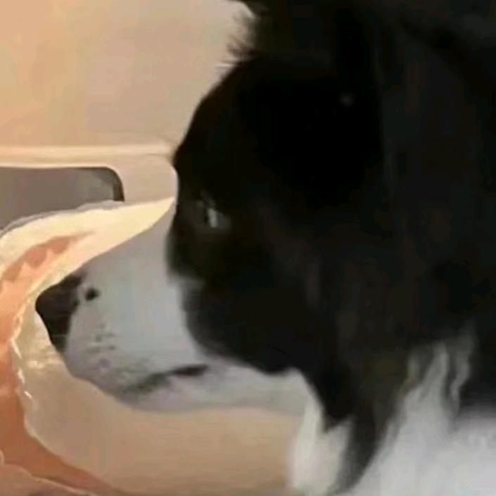 yang不阳