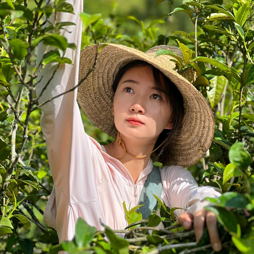 瑞叶滕茶叶