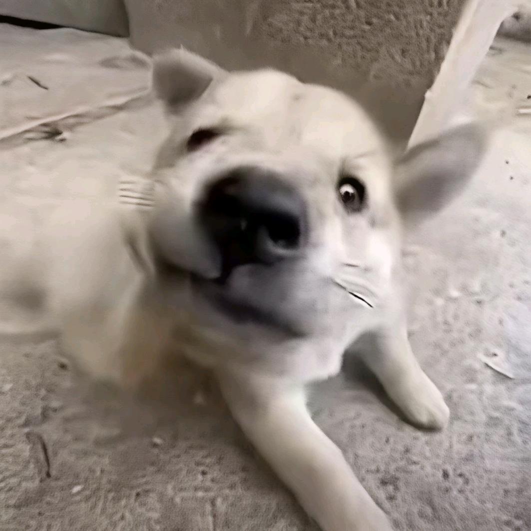 Lexiexi