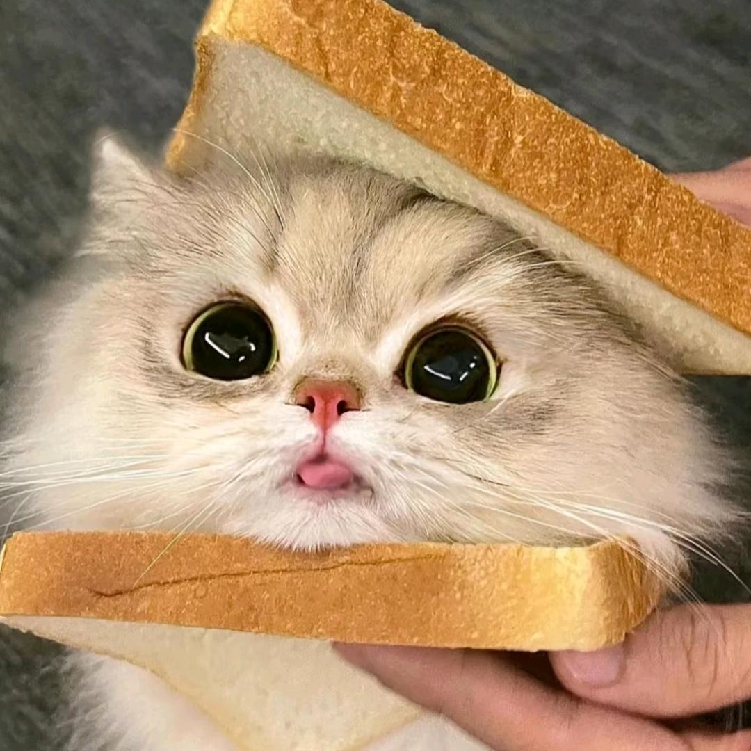 猫meme剧场