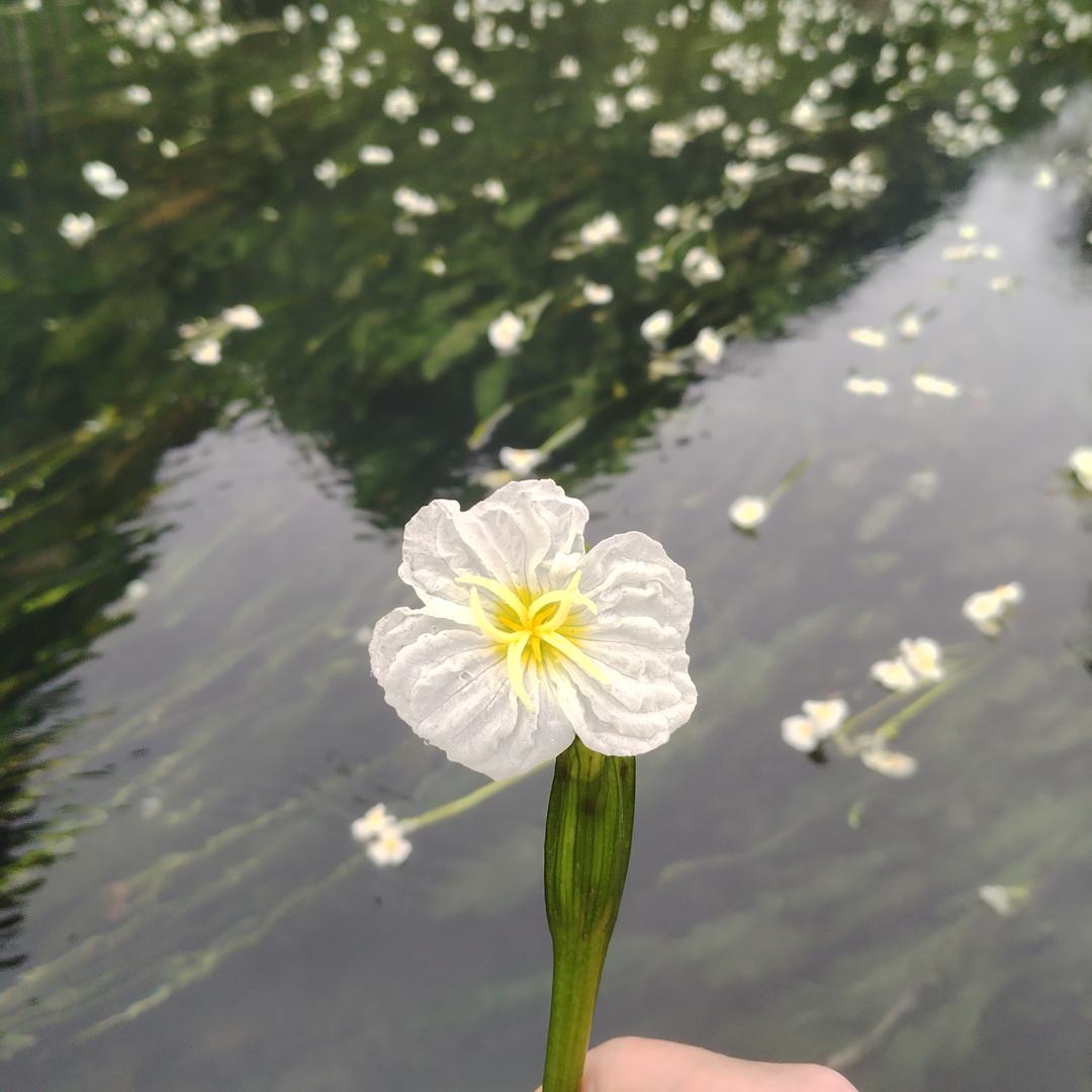 氟西丁味的风