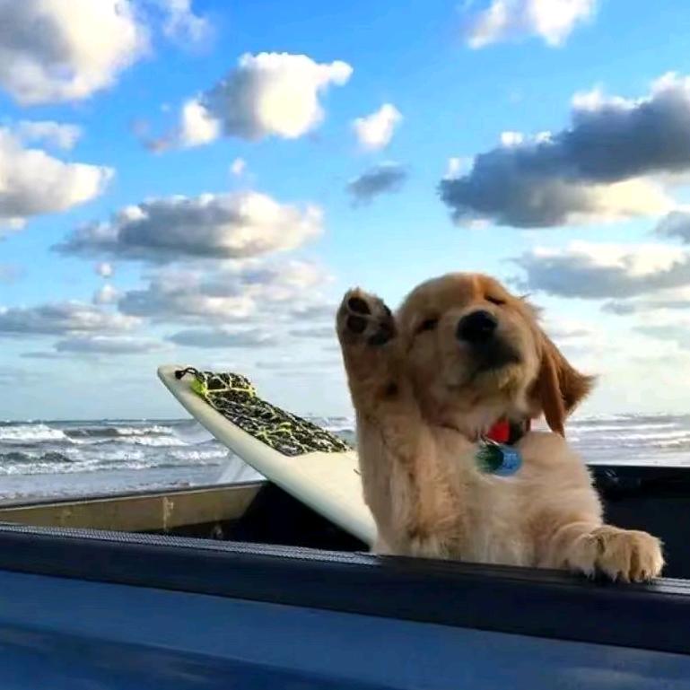 小汪童鞋不是🐟