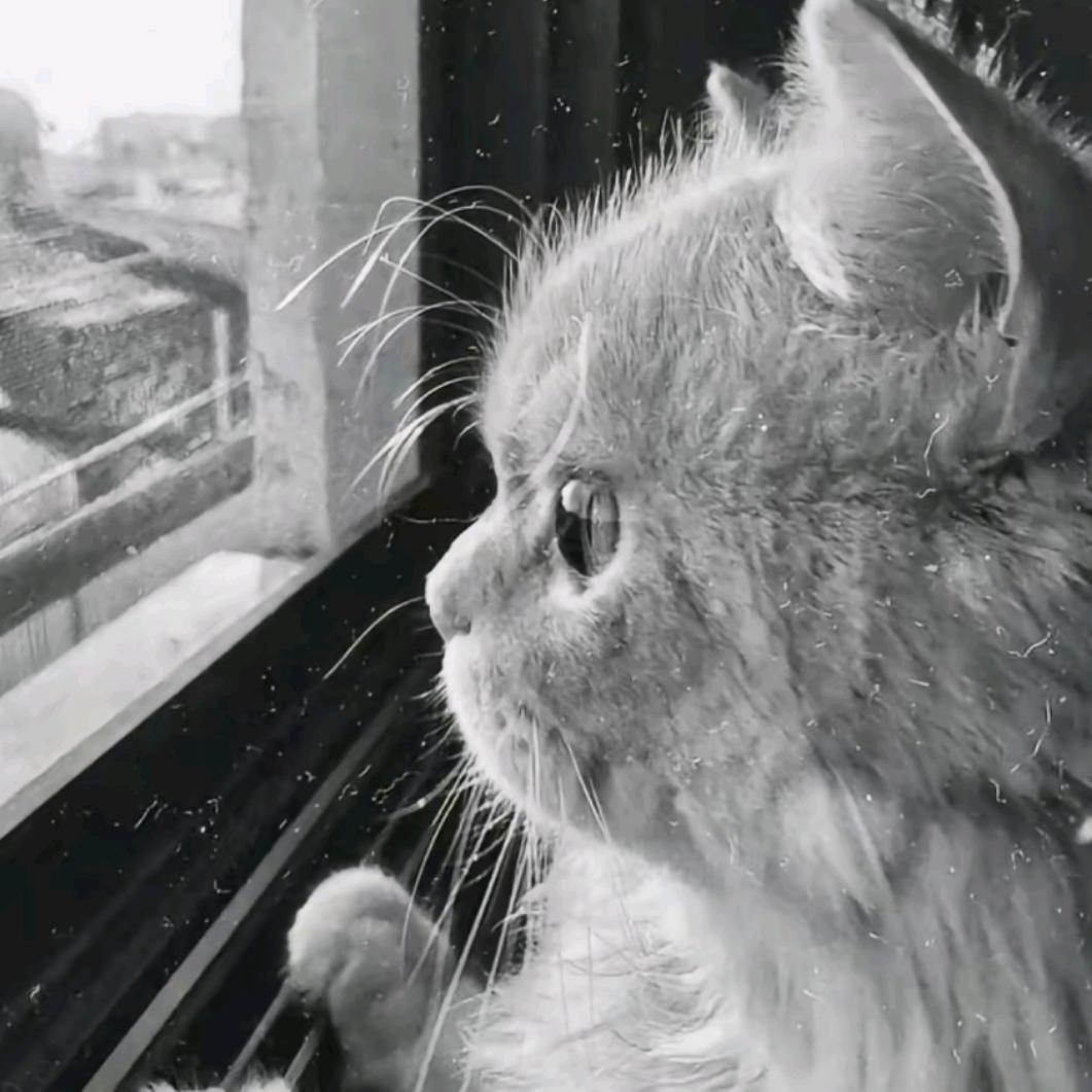 莫尘头像