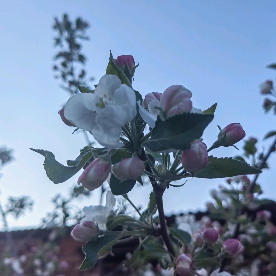 奶油水果蛋糕