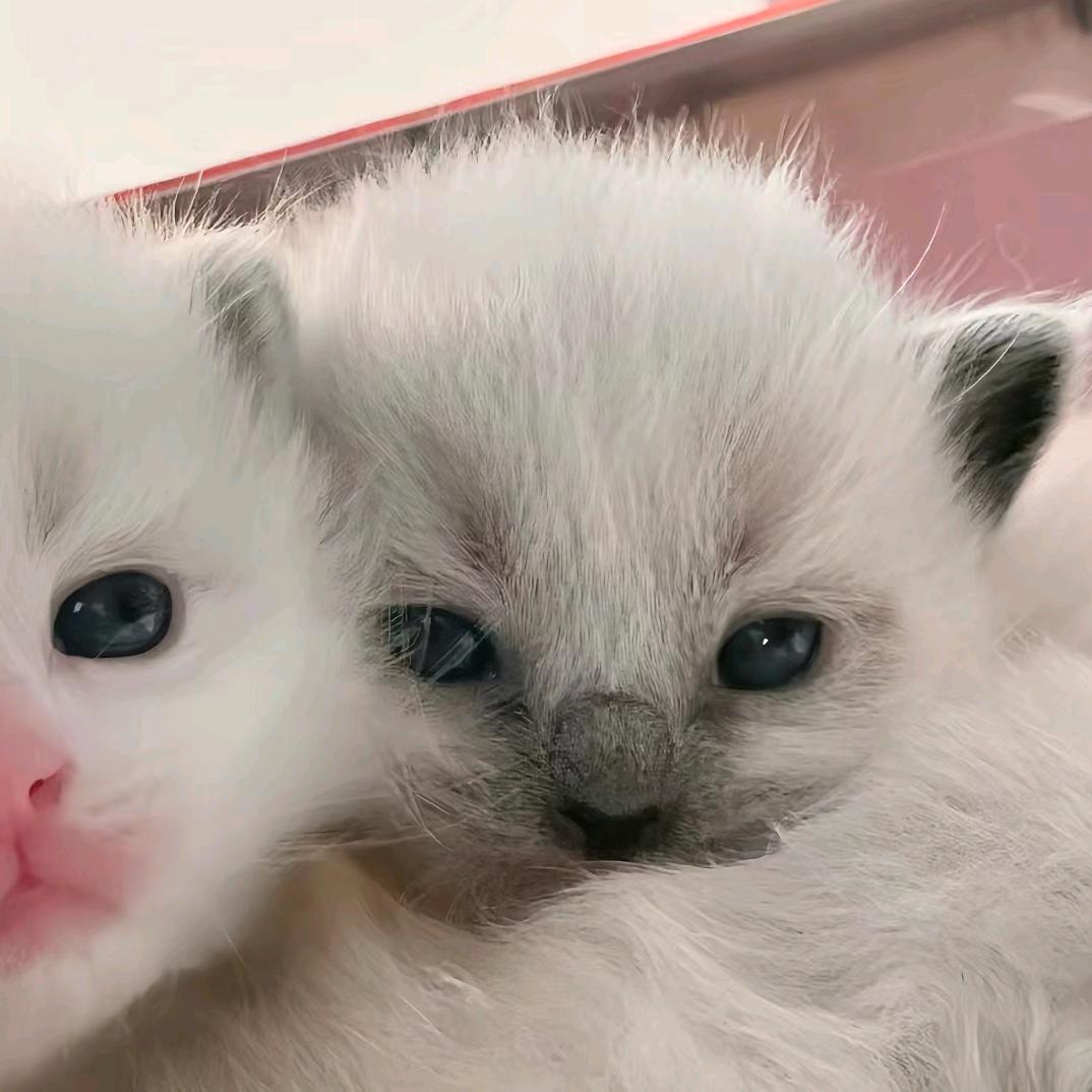꒦ິ^꒦ິ