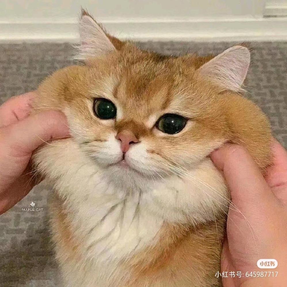 小黑吖