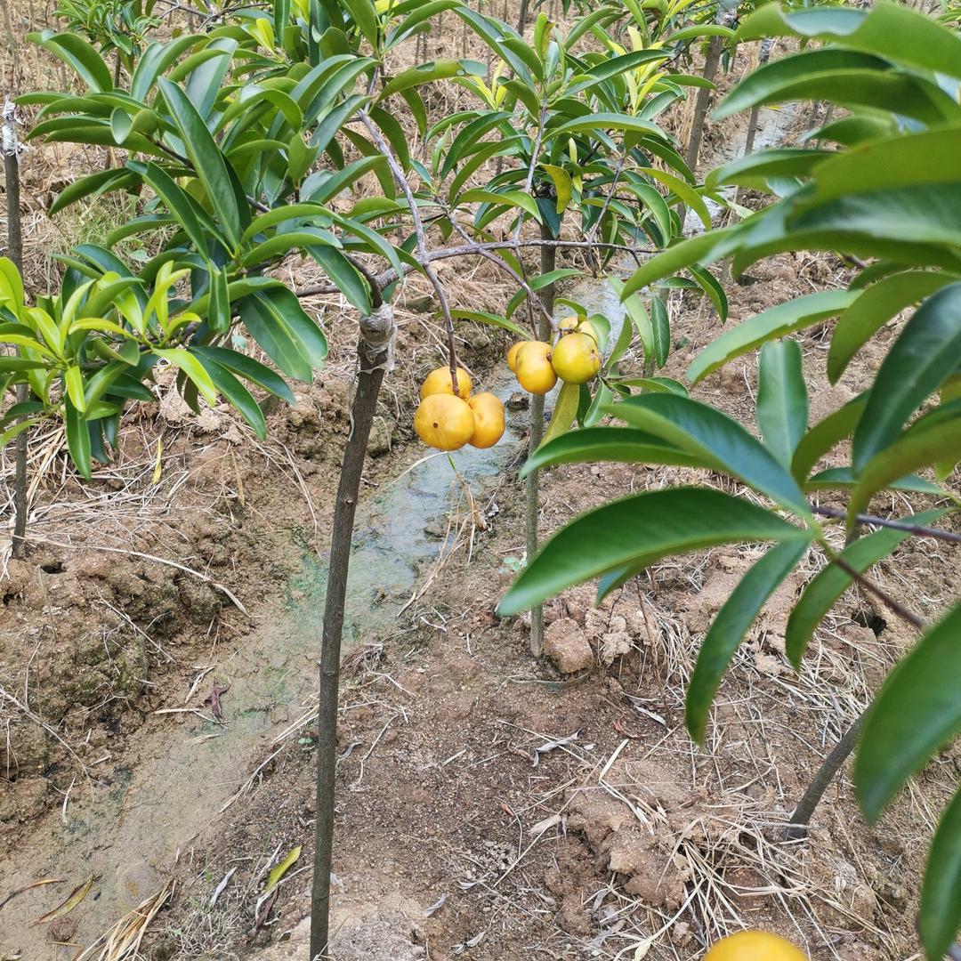 广西灵山县瑞丰山竹基地