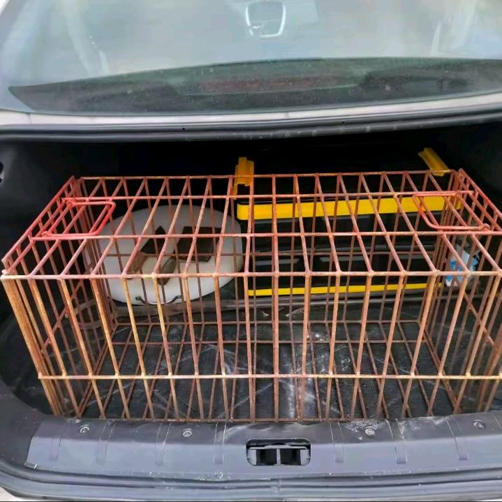 田园犬放养鸡宋生