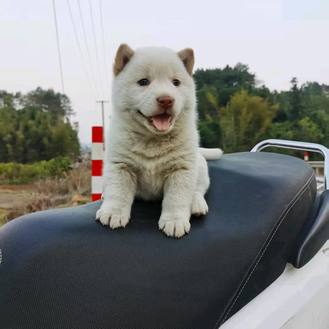 荔农乡野小米代淘土狗（荔枝果苗出售与嫁接