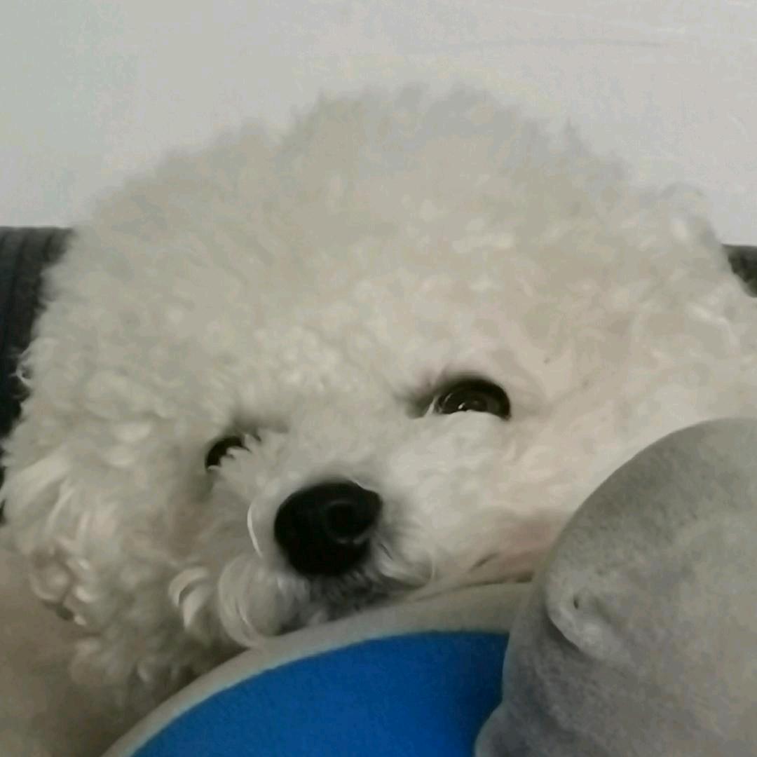 大母猴不会后空翻（开出月亮版）