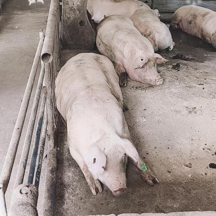 长春市种猪繁殖基地