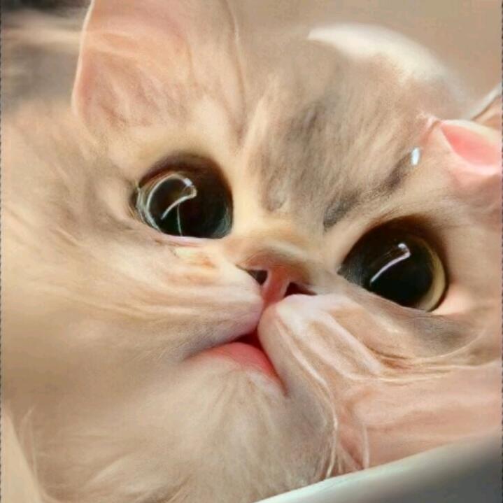 ㅤ萝卜