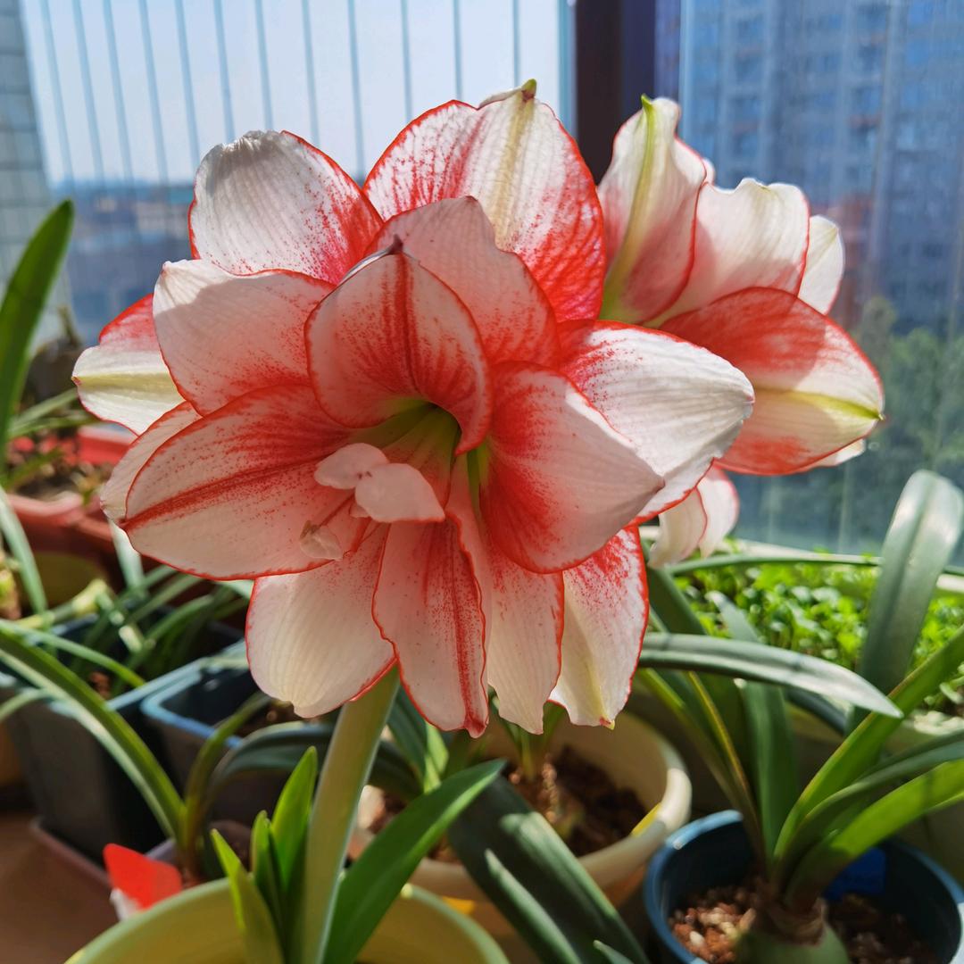 小叔仔
