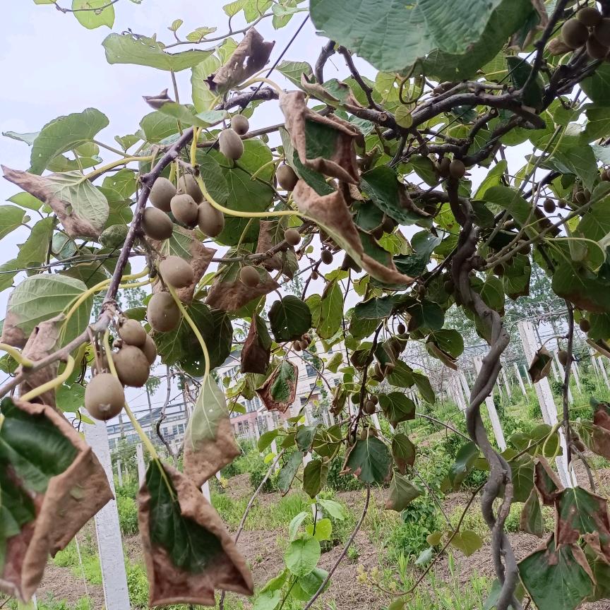 宿豫向前家禽养殖场