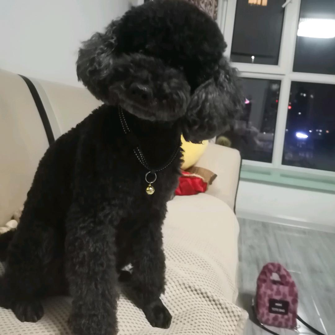 茶小9