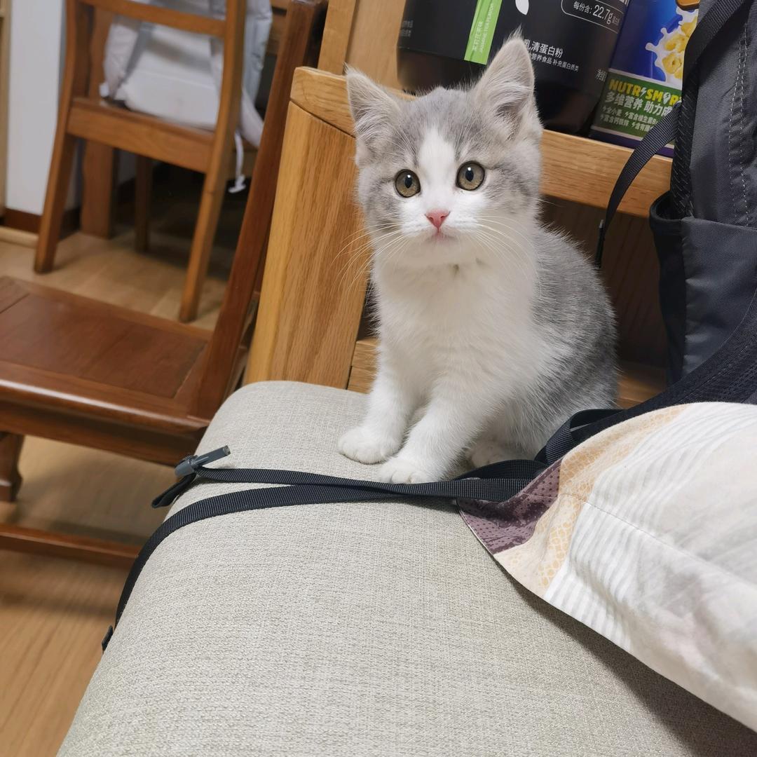 可爱的小猫咪
