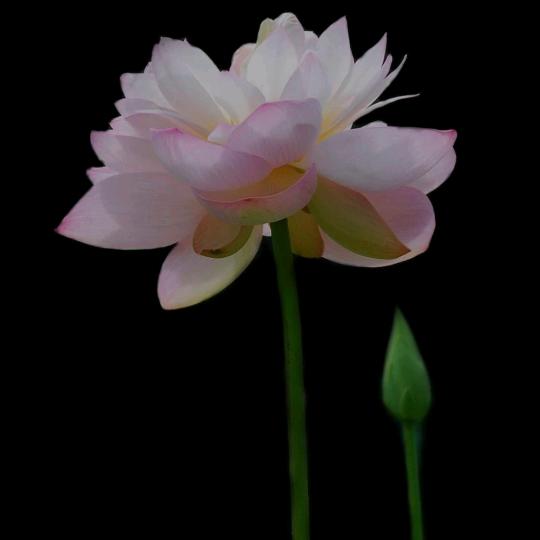 斯人如菊