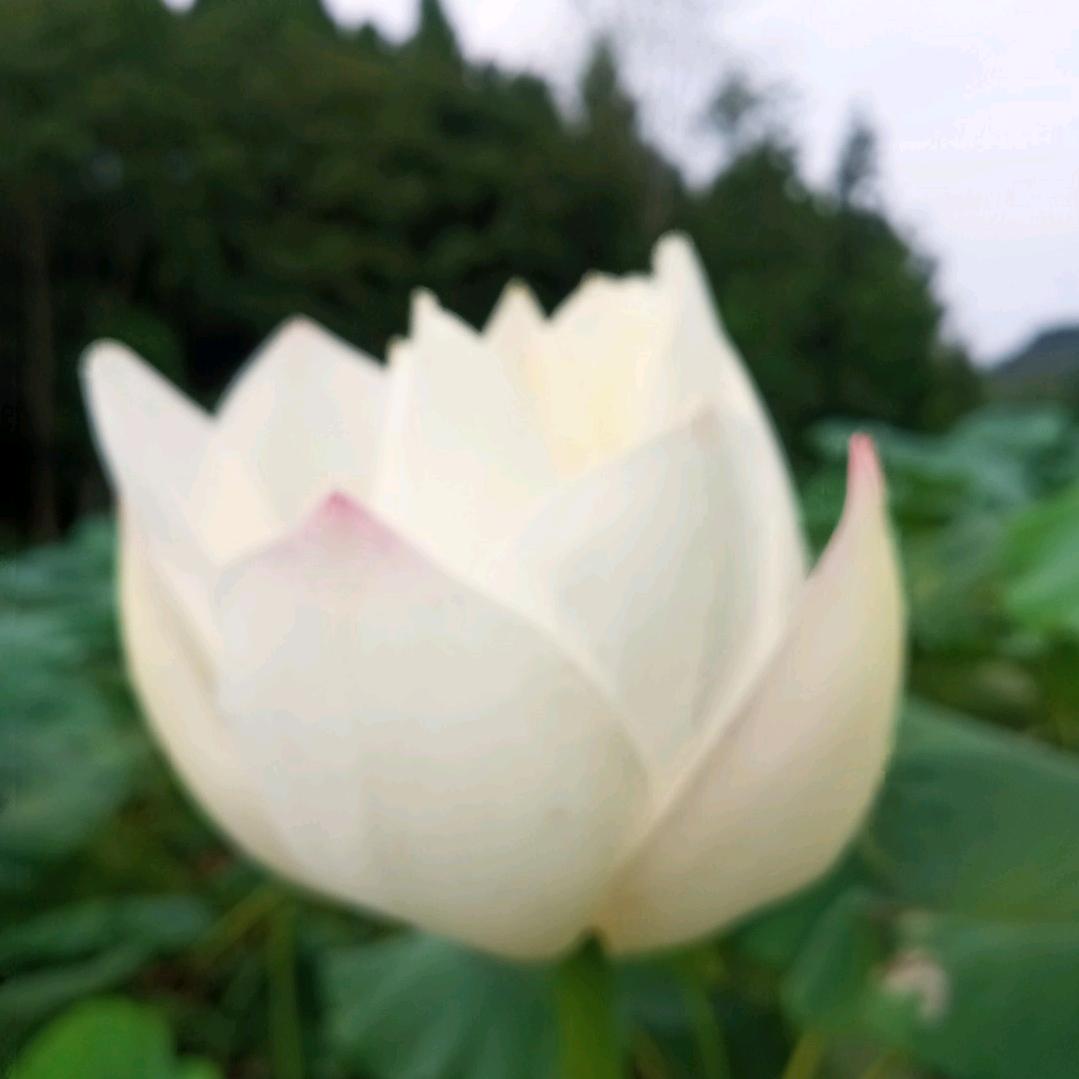 三农人