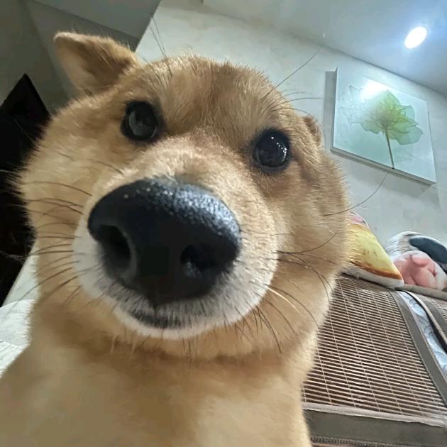 不如一直刷