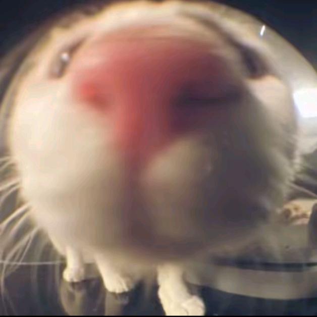 完蛋今天没拉屎