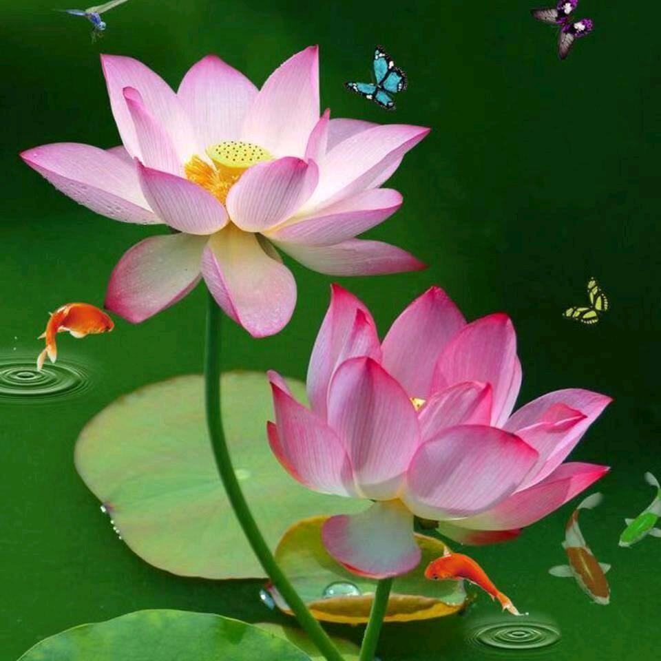 一帆风顺g
