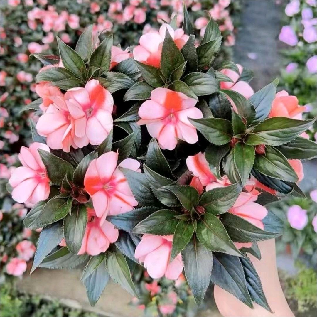 花花世界迷人眼