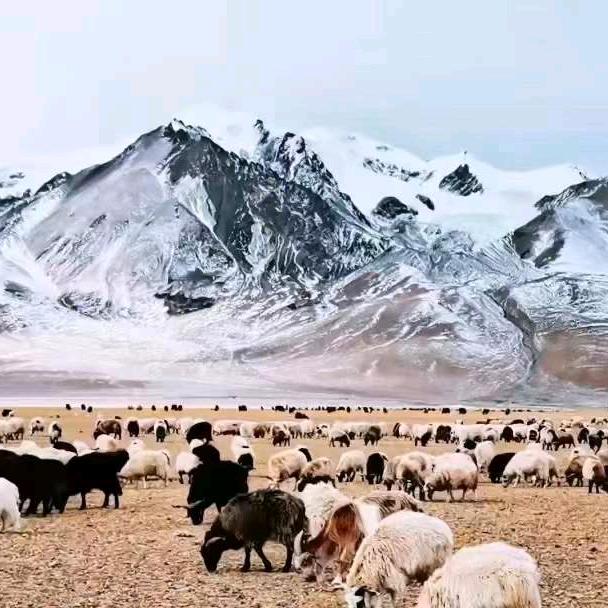 གང