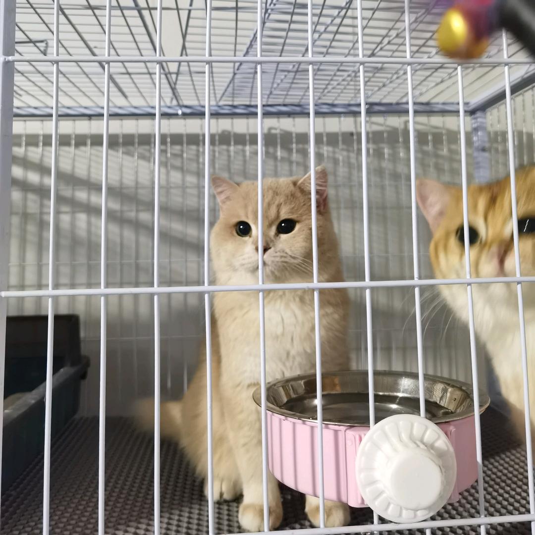 一萌宠物·猫舍繁育