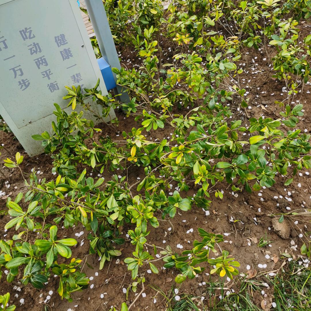 马厂波爷