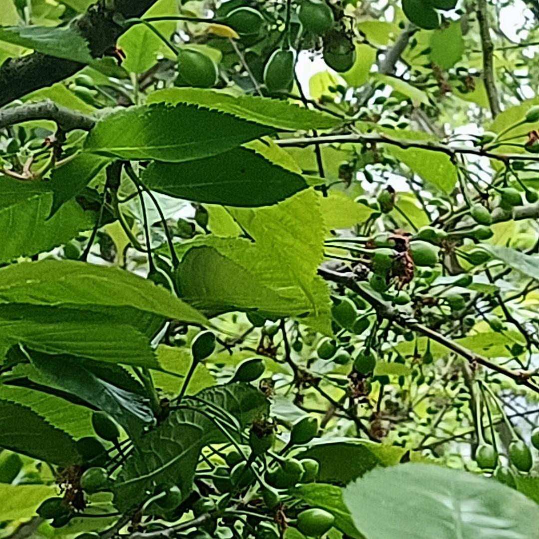 胡一刀🌹🍎海浪