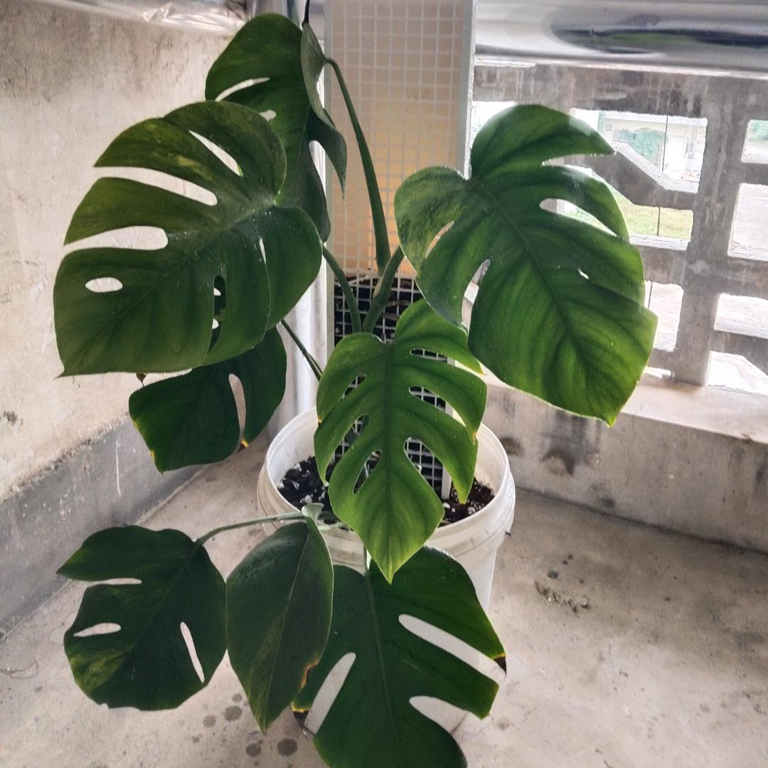 ︻︻▇▇▇▇◤