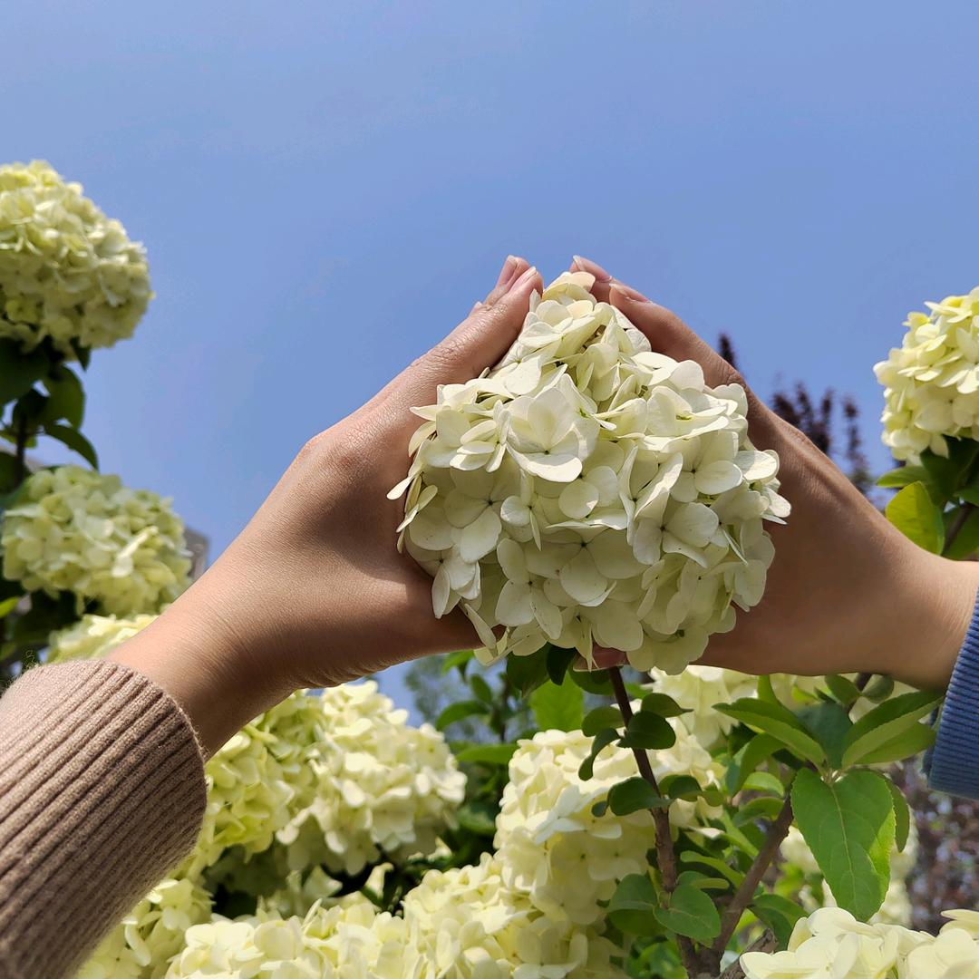 老谭酸菜