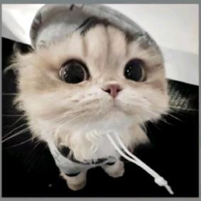 笨蛋小猫