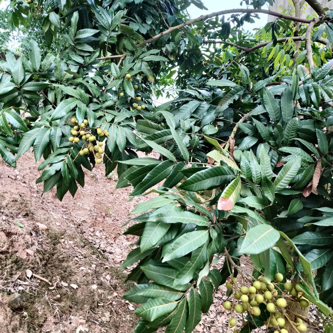 沉默是金