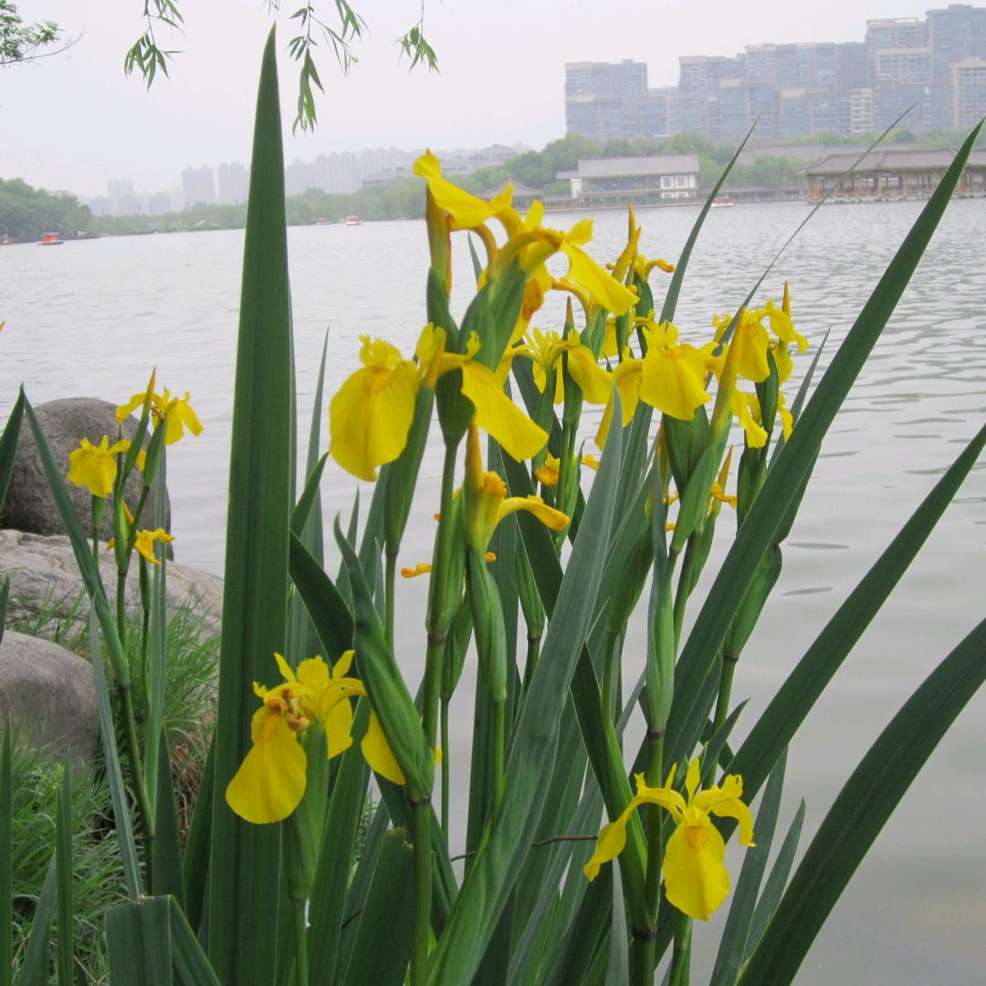 西湖龙井