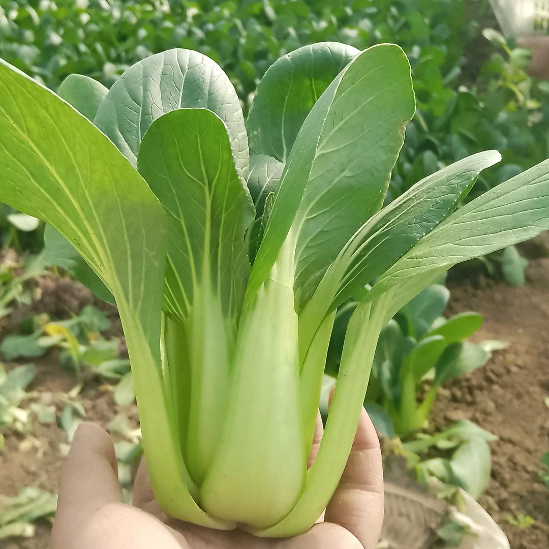 割菜有钱花🥬