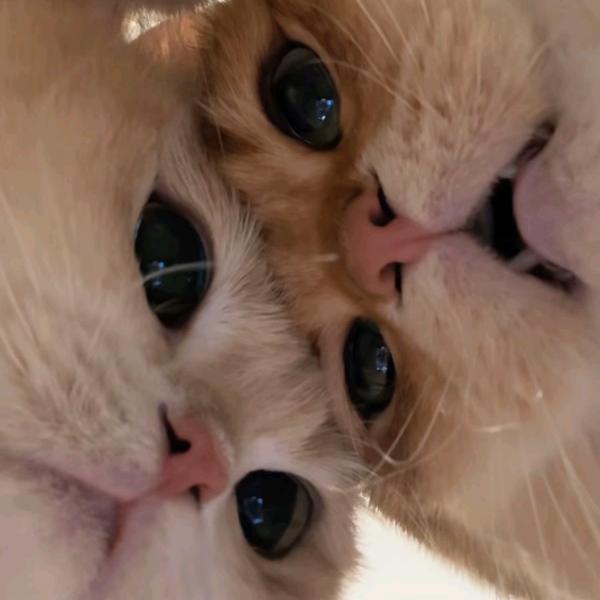 小澜【国服打野】