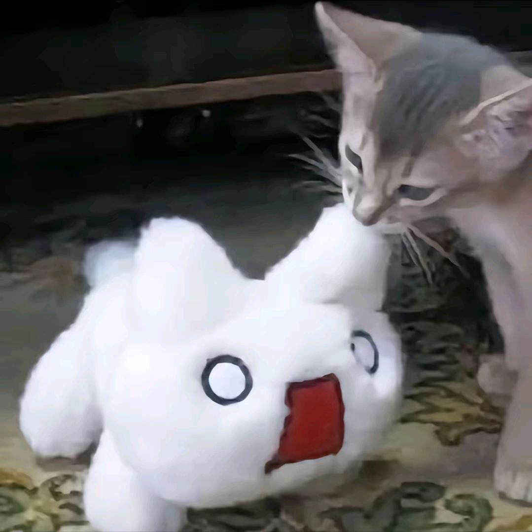 弃白