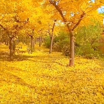 八月桂花香满天