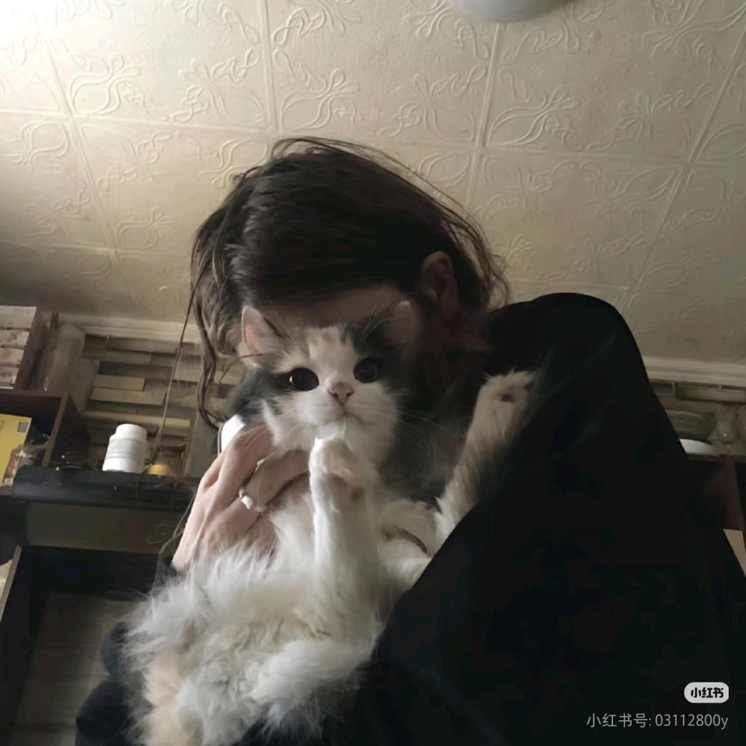 胖橘子（减肥版）