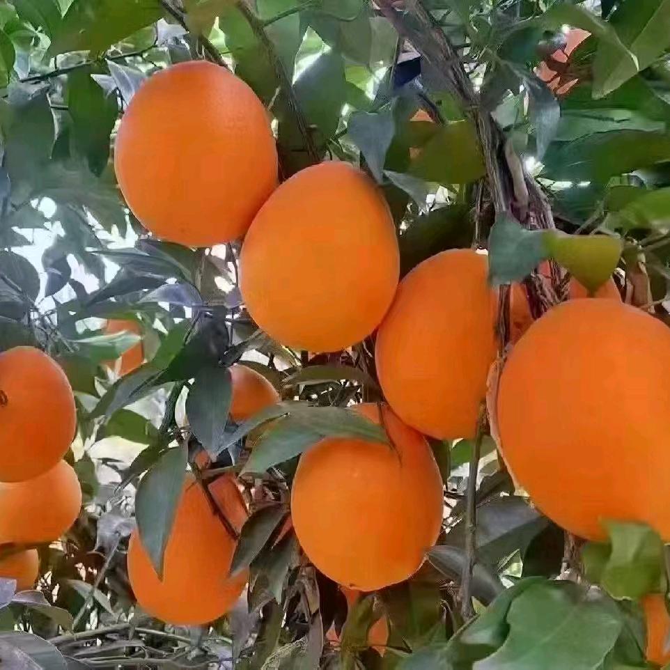 奉节脐橙
