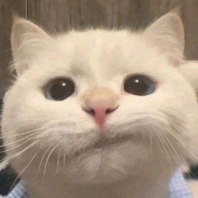 莫柏