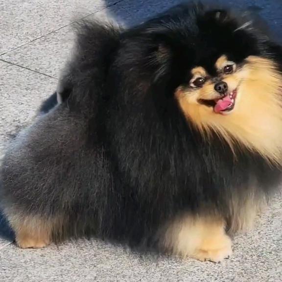 山西圣世卓越博美犬舍 🐾