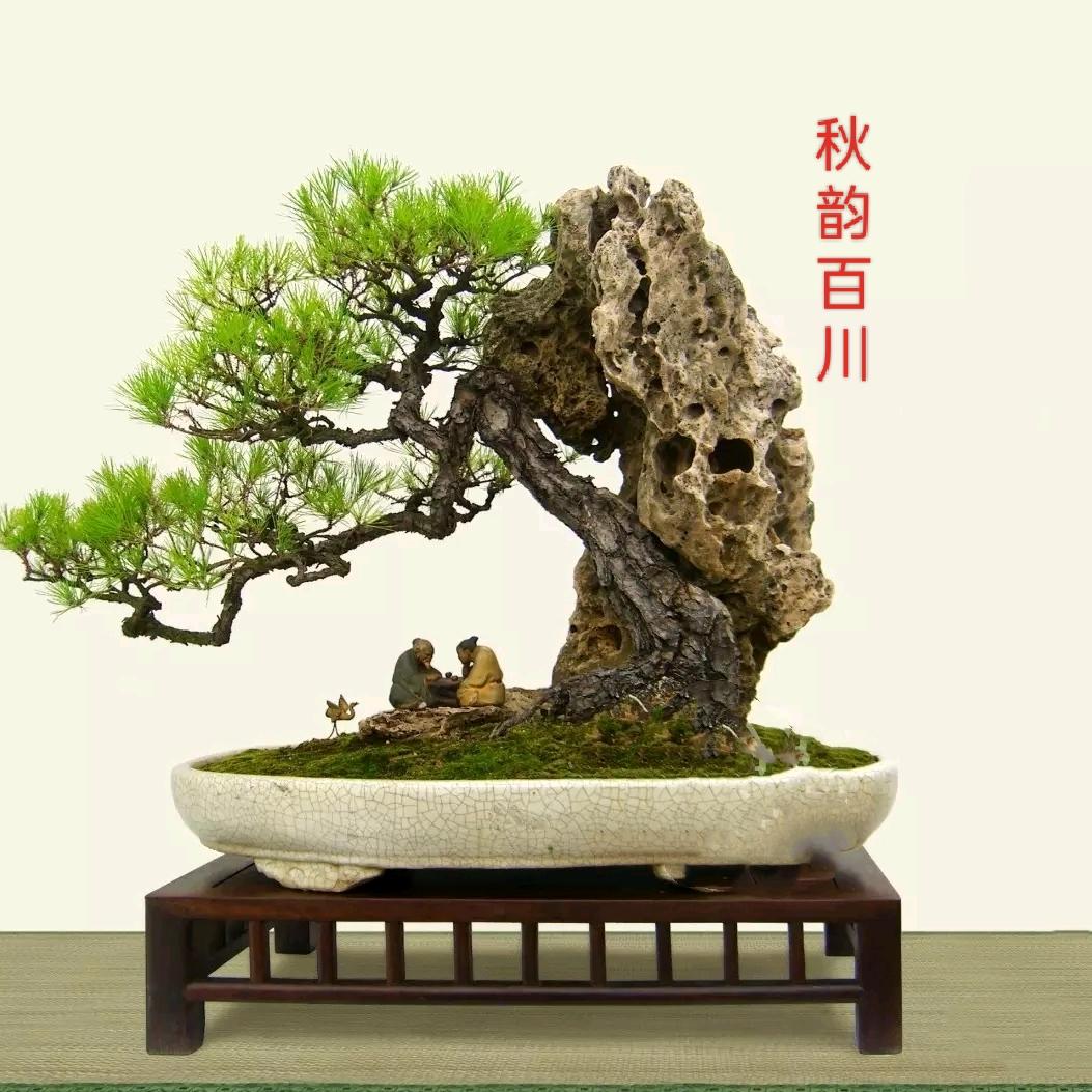 秋韵百川【盆景】