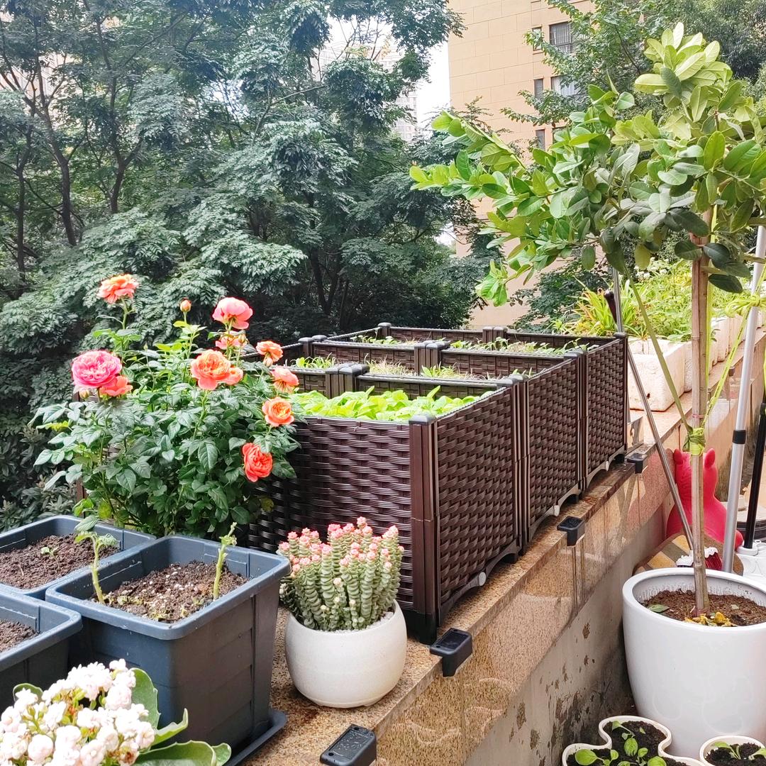 阿芳爱种菜