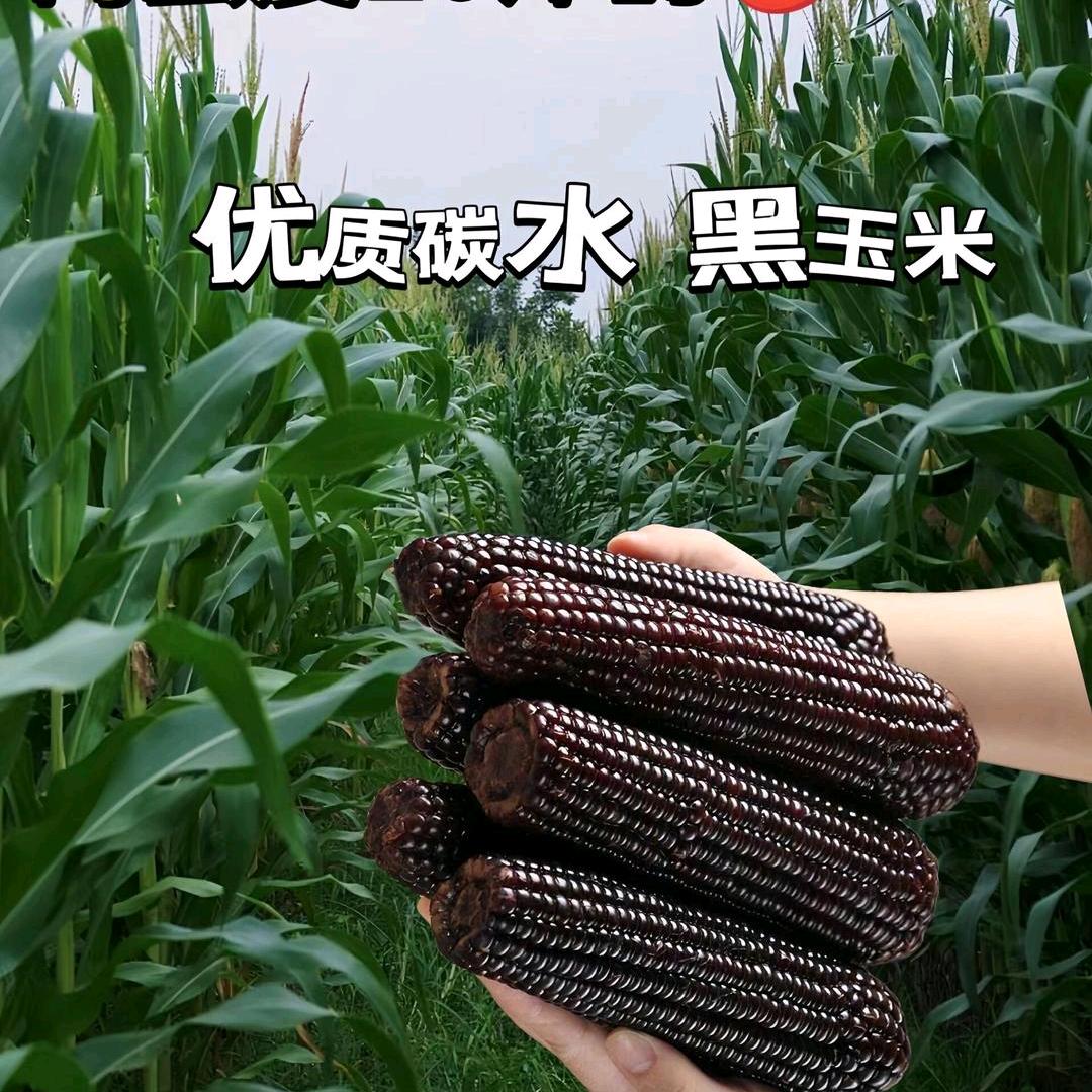 甜糯玉米产地直发